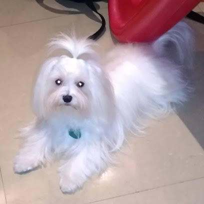 BrisaDOG – Opiniones y Reseña