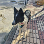 Adiestramiento Canino Jaén-Jaén