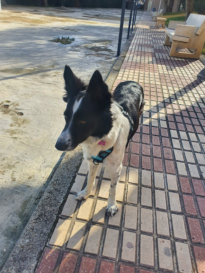 Adiestramiento Canino Jaén-Jaén